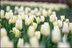 Obraz na p��tnie - Tulipany - najlepsze pomys�y na prezent - prezenty na ka�dą okazj�